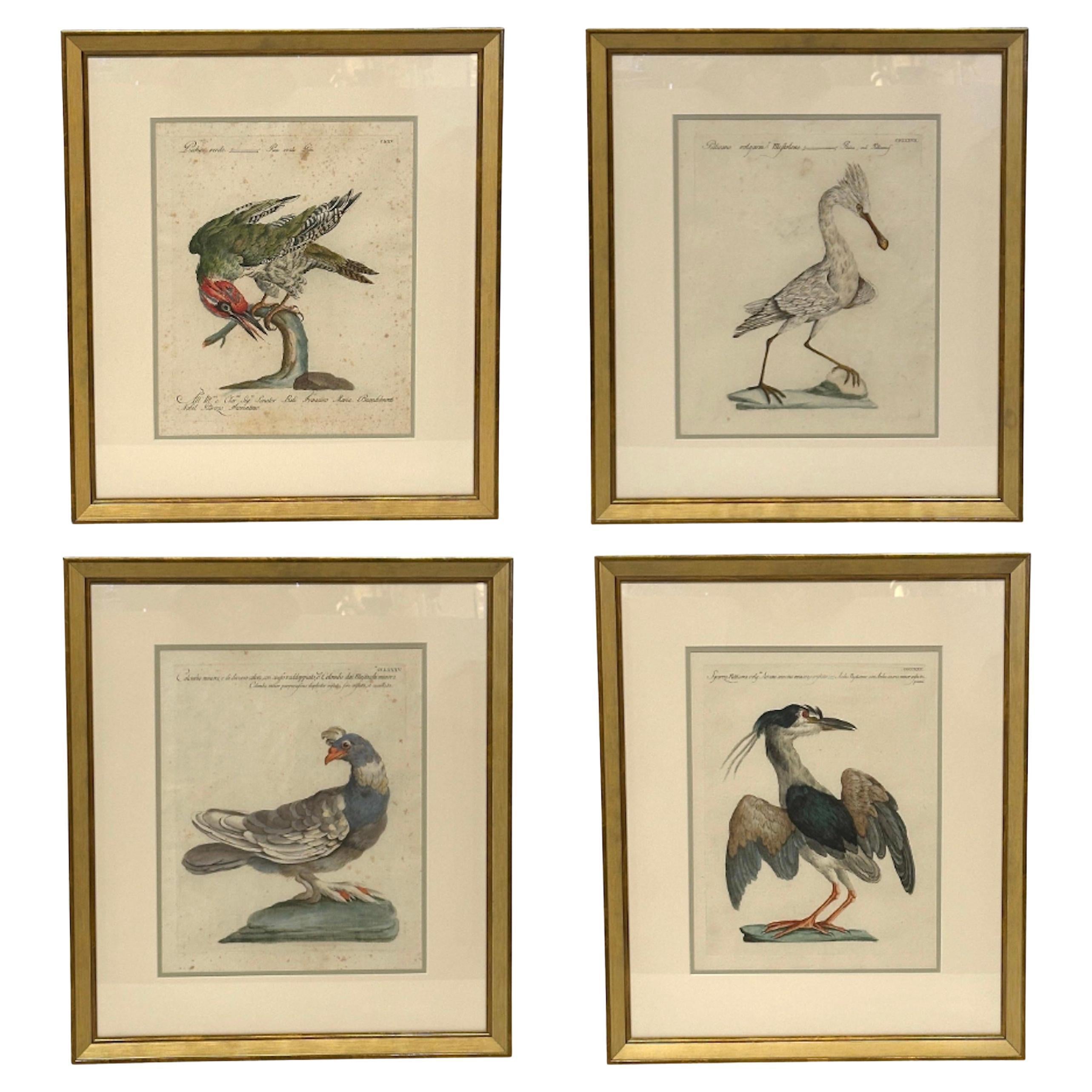 MANETTI, Saverio. Animal Painting – Set von 4 gerahmten antiken, handbemalten, handbemalten Gravuren von Saverio Manetti