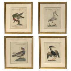 Saverio Manetti - Set von 4 gerahmten antiken, handbemalten, handbemalten Gravuren von Saverio Manetti Set von 4 gerahmten antiken, handbemalten, handbemalten Gravuren von Saverio Manetti