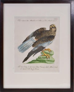 A Group of Six Birds of Prey.