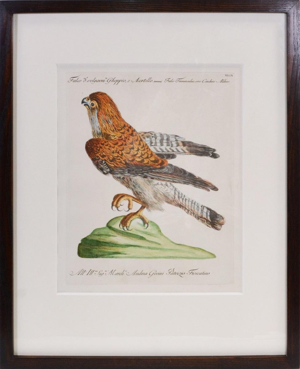 A Group of Six Birds of Prey. - Naturalistic Print by MANETTI, Saverio.