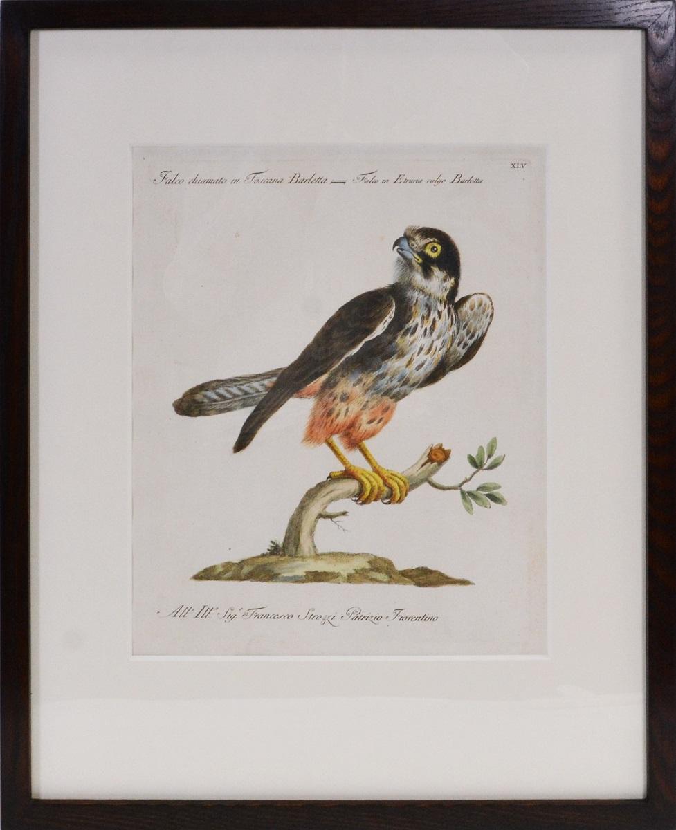 MANETTI, Saverio.
A Group of Six Birds of Prey.
[Giuseppe Vanni, Florence, 1776].

Hand-coloured etchings, with engraving.   

Saverio Manetti (1723-1785) was a prominent Florentine physician and botanist and a member of some of the leading