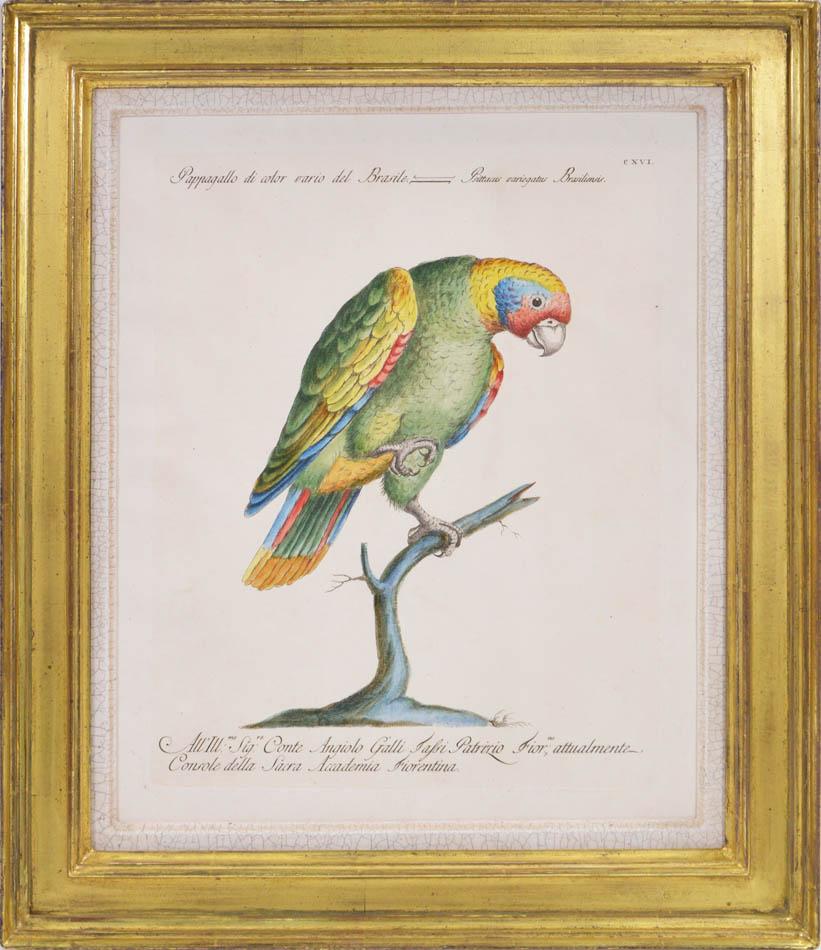A Group of Six Parrots - Print by MANETTI, Saverio.