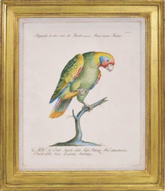 A Group of Six Parrots