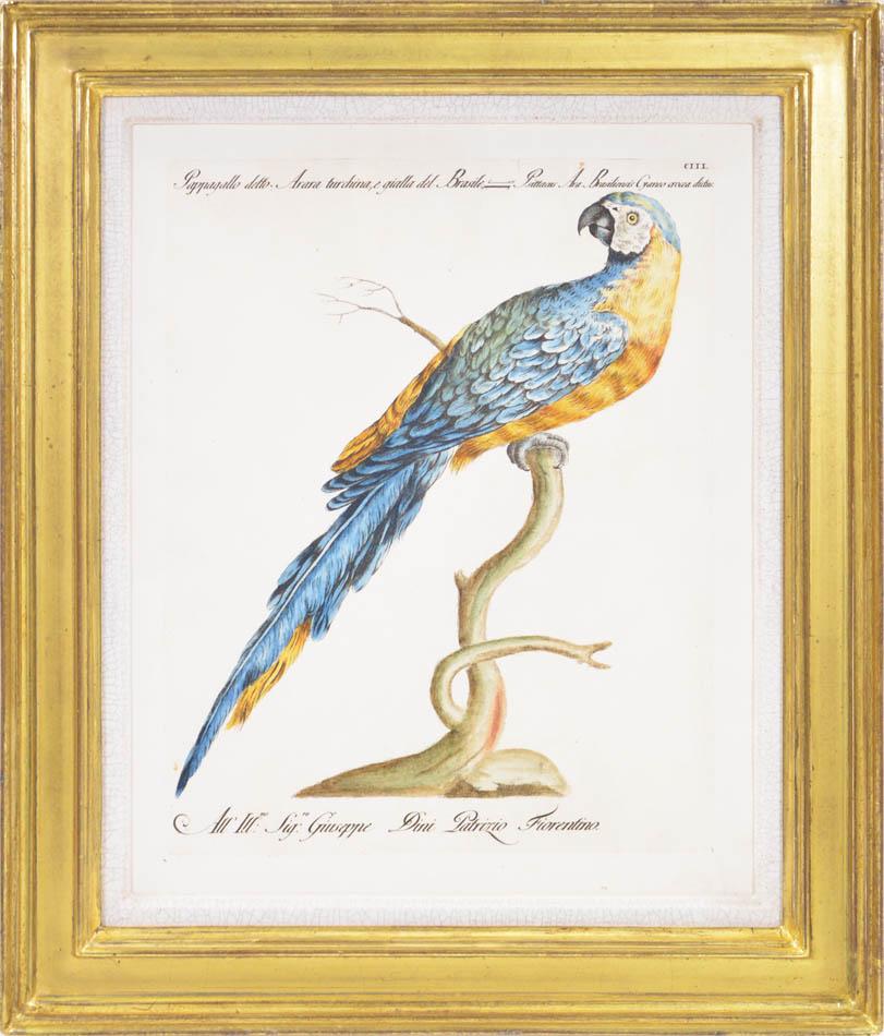 A Group of Six Parrots - Print by MANETTI, Saverio.