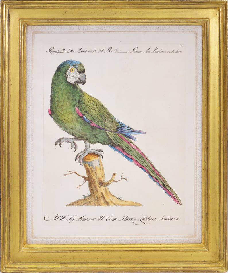 A Group of Six Parrots - Naturalistic Print by MANETTI, Saverio.