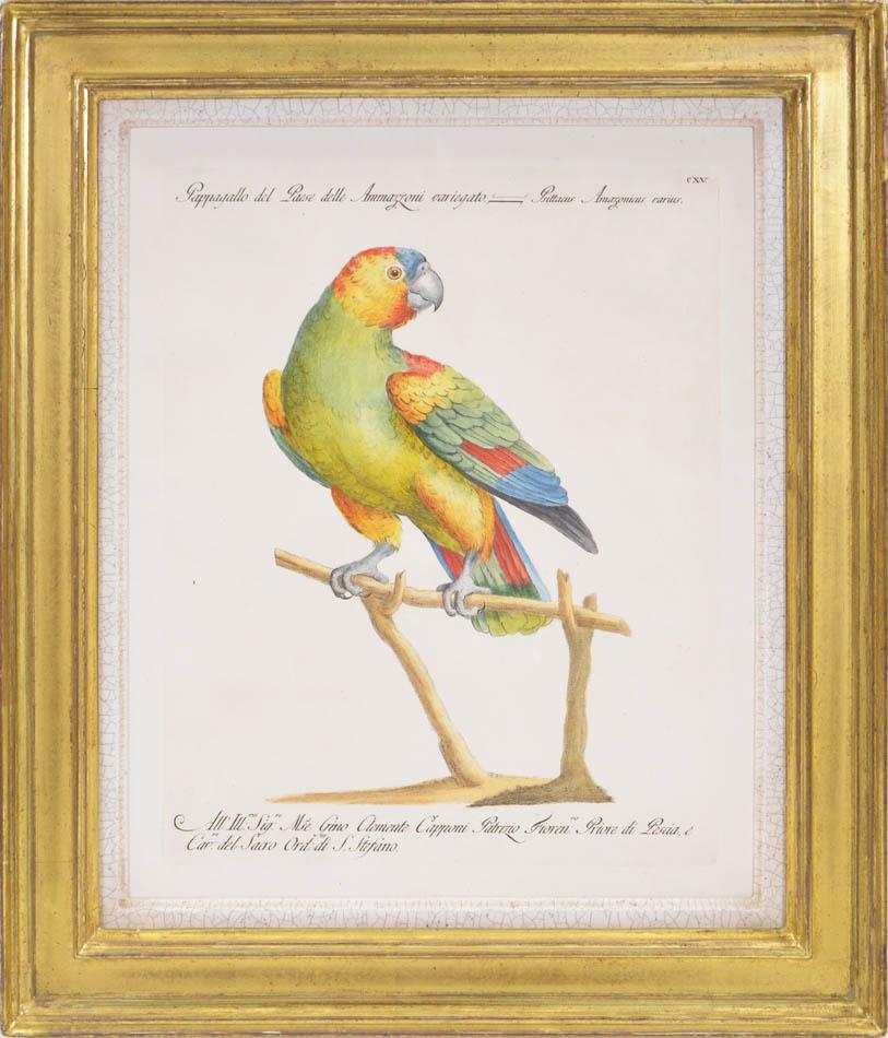 A Group of Six Parrots - Naturalistic Print by MANETTI, Saverio.