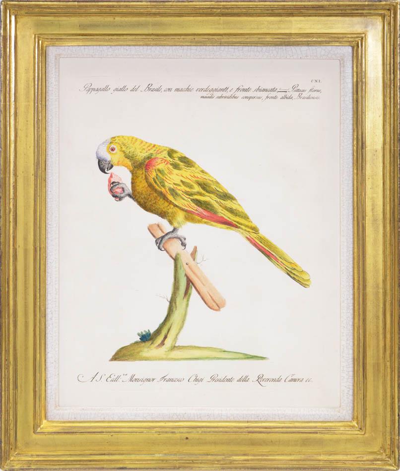 MANETTI, Saverio. Animal Print - A Group of Six Parrots