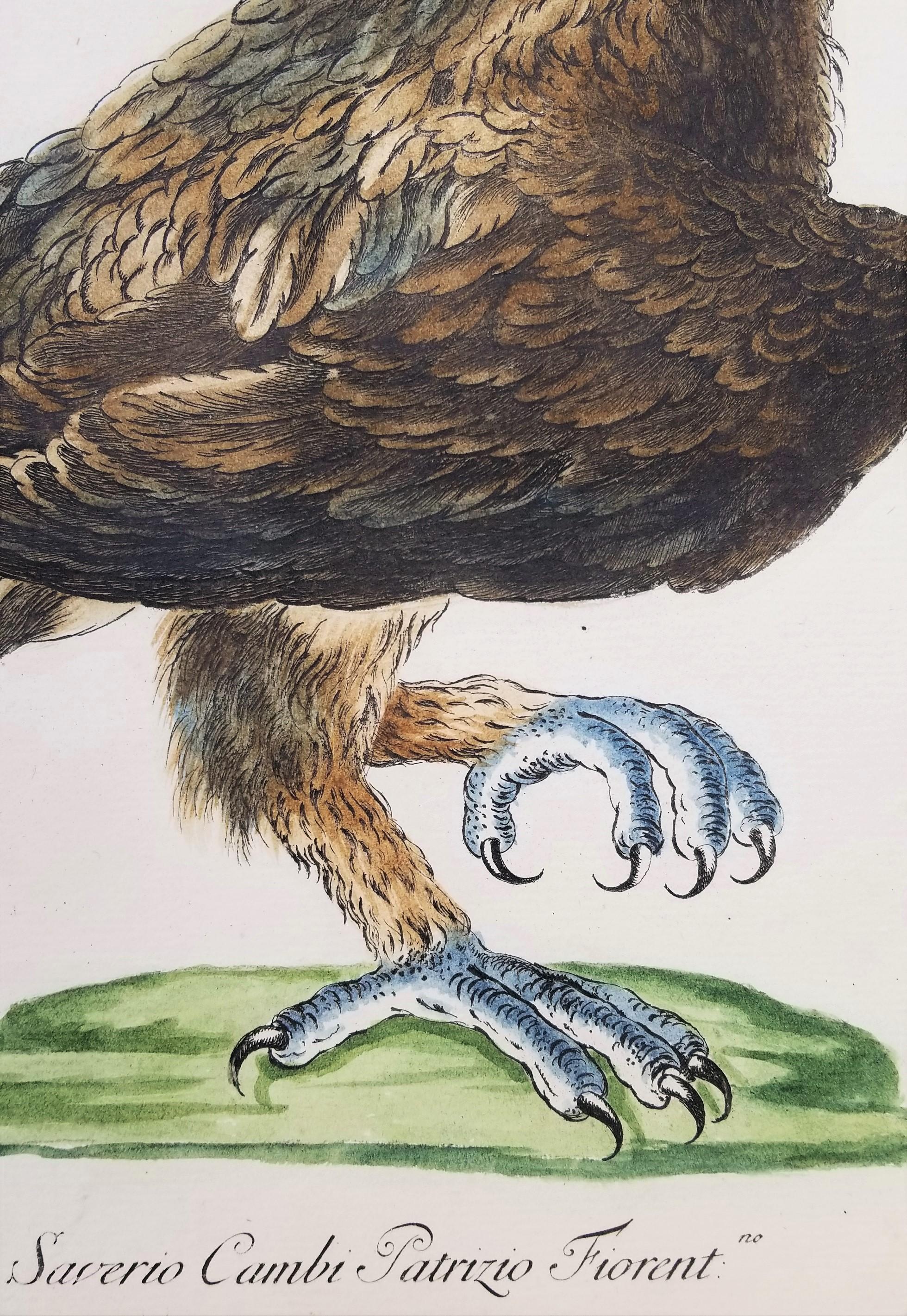 Eagle /// Antique Ornithology Bird Saverio Manetti Italian Watercolor Engraving For Sale 2