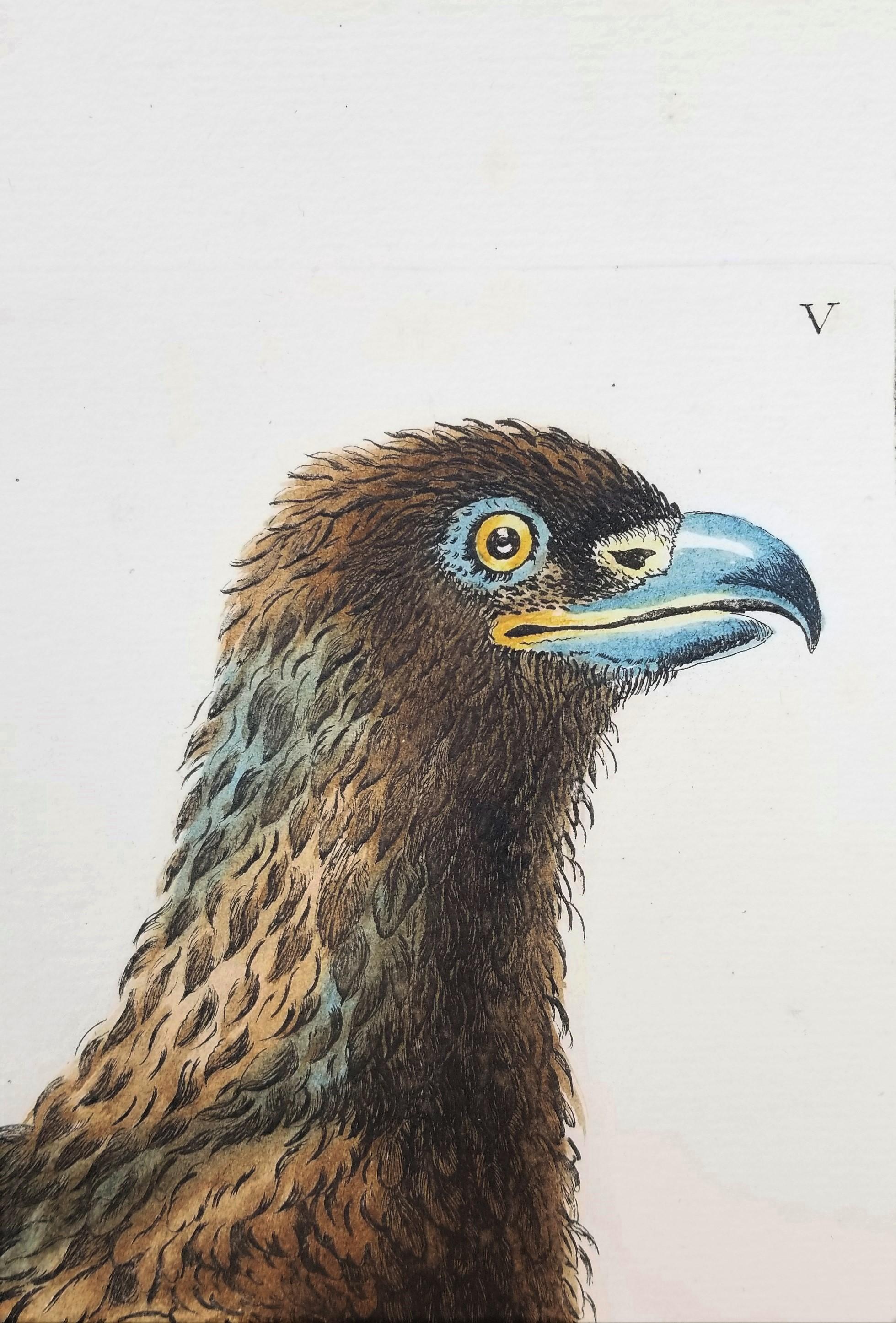 Adler /// Antike Ornithologie Vogel Saverio Manetti Italienische Aquarellgravur. im Angebot 7
