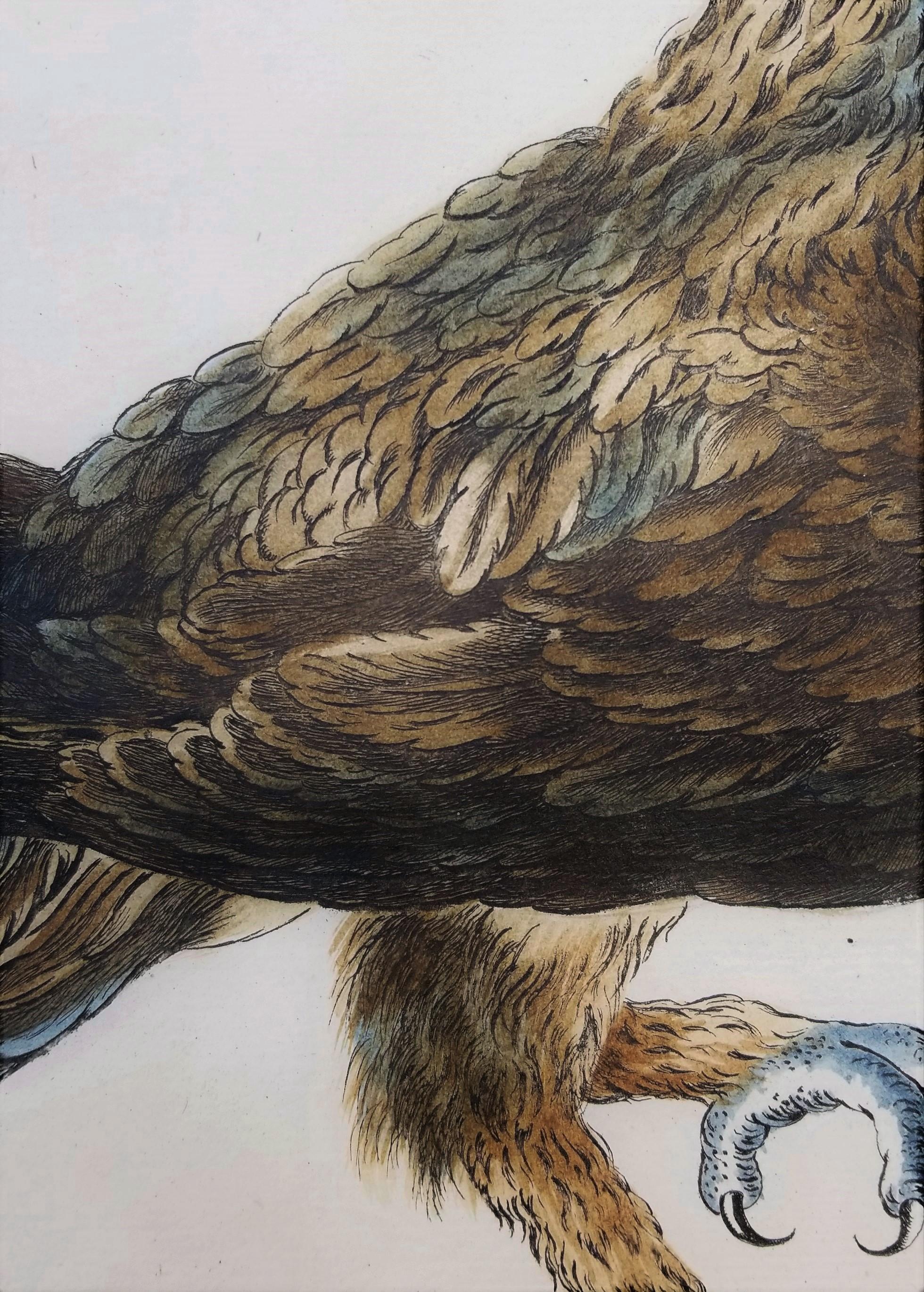 Eagle /// Antique Ornithology Bird Saverio Manetti Italian Watercolor Engraving For Sale 6