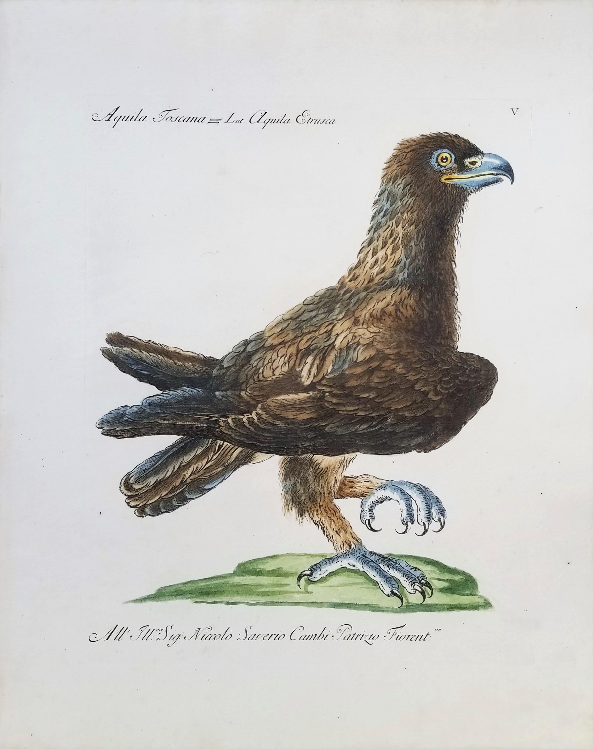 Eagle /// Antique Ornithology Bird Saverio Manetti, gravure à l'aquarelle italienne - Print de MANETTI, Saverio.