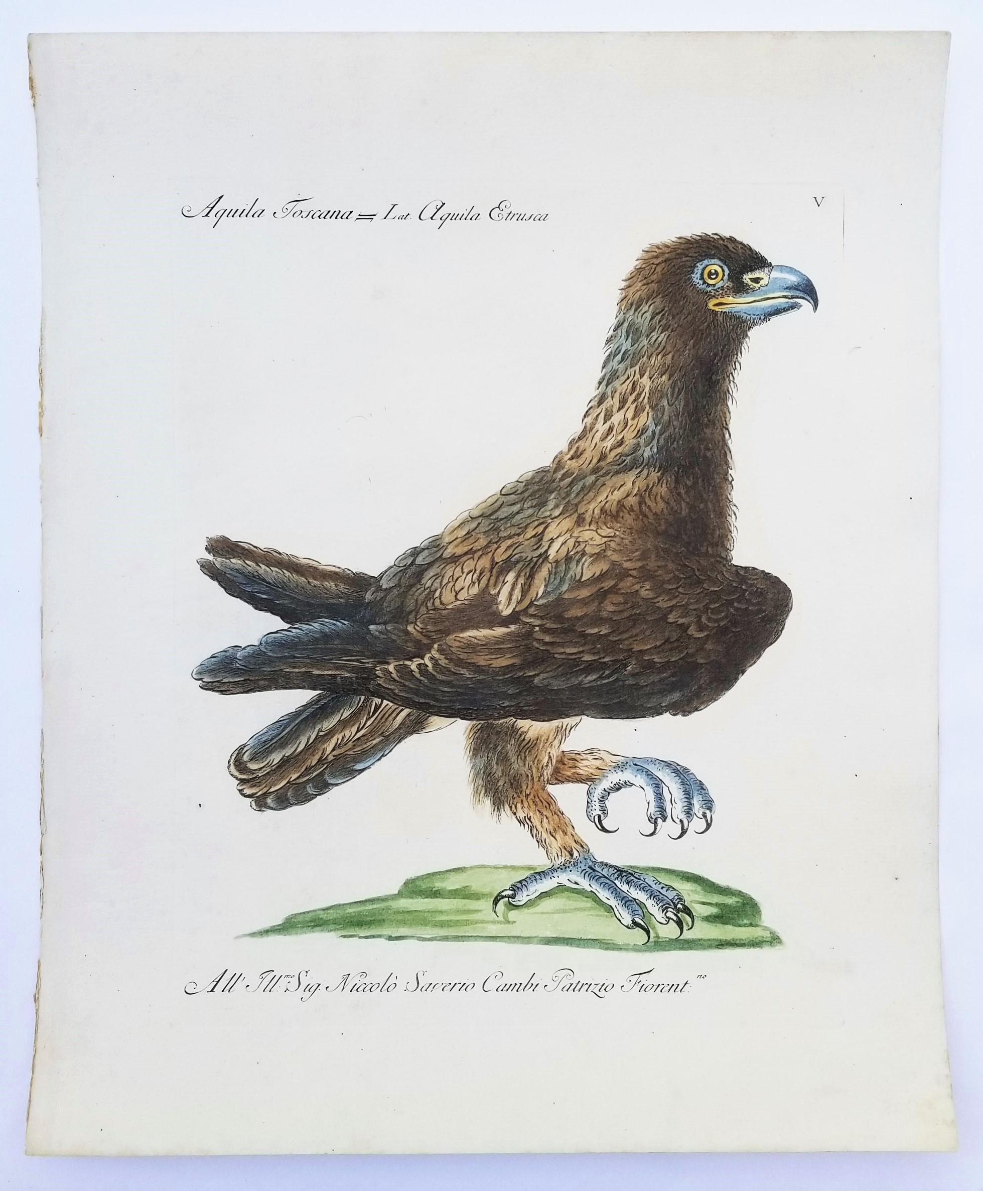 Eagle /// Antique Ornithology Bird Saverio Manetti, gravure à l'aquarelle italienne - Maîtres anciens Print par MANETTI, Saverio.