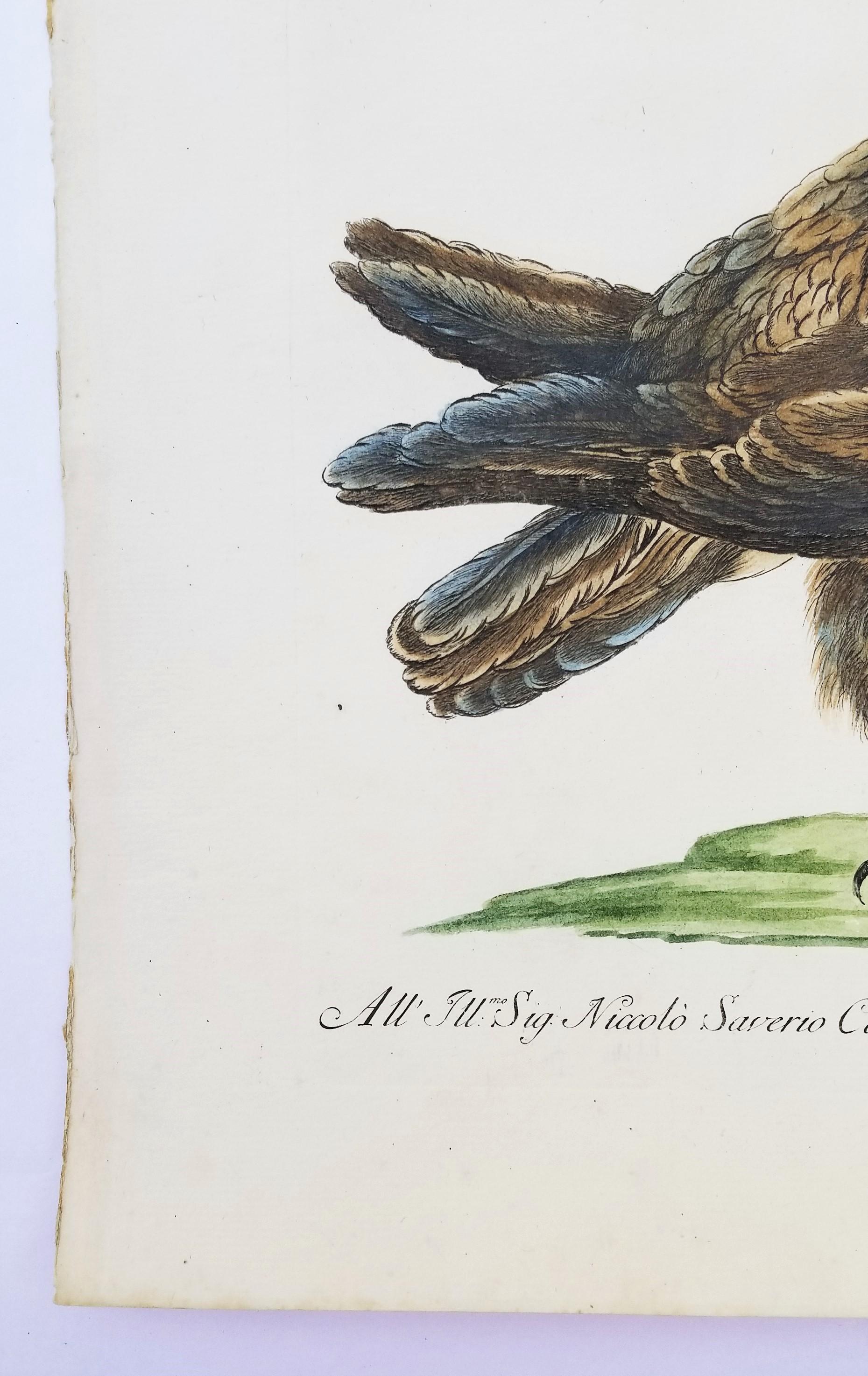 Eagle /// Antique Ornithology Bird Saverio Manetti, gravure à l'aquarelle italienne - Gris Animal Print par MANETTI, Saverio.