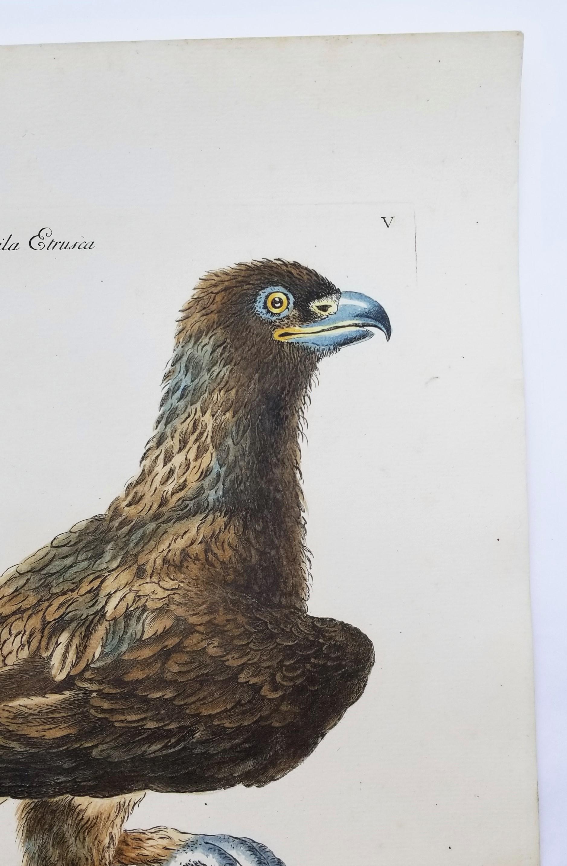 Eagle /// Antique Ornithology Bird Saverio Manetti, gravure à l'aquarelle italienne en vente 1