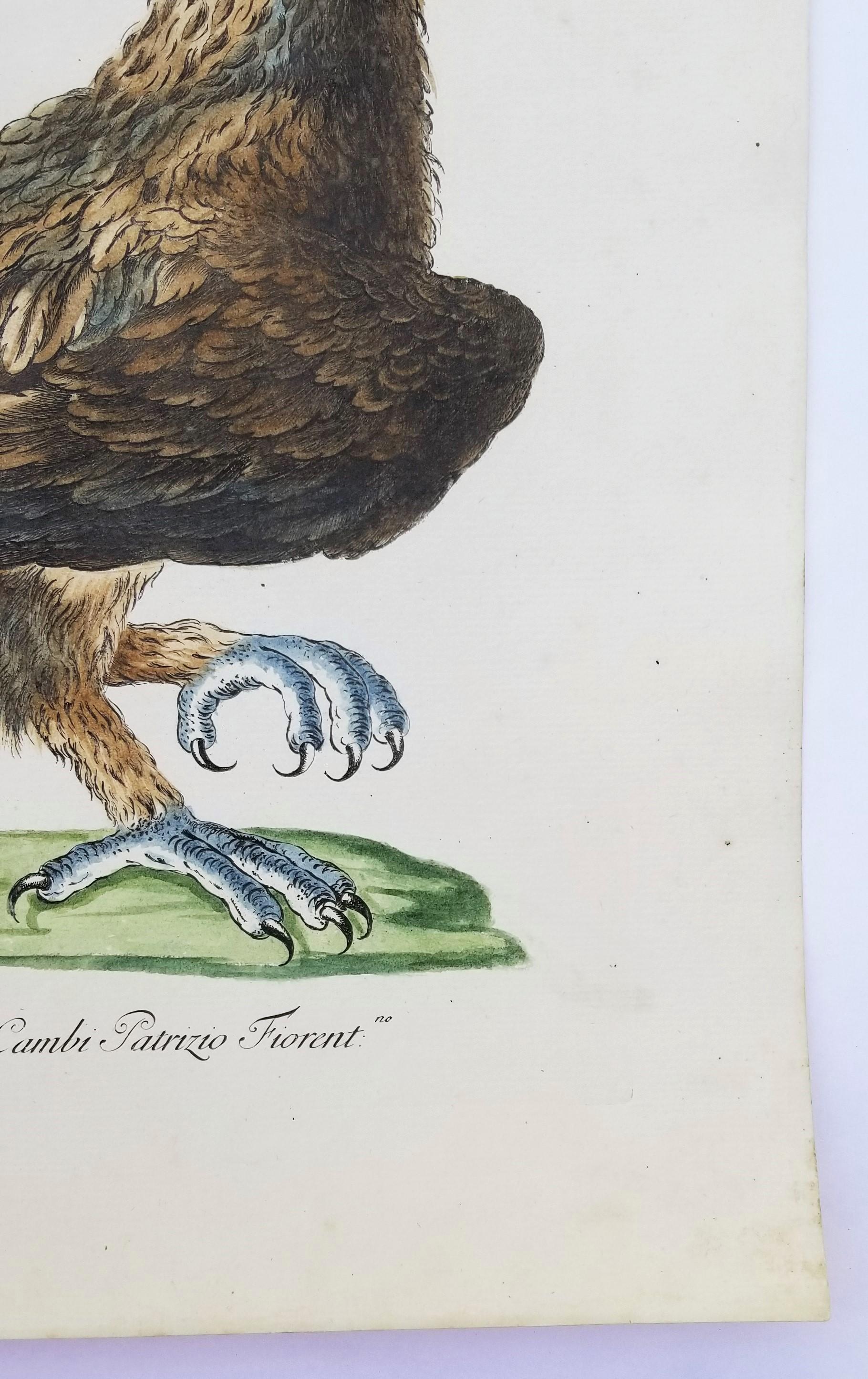 Eagle /// Antique Ornithology Bird Saverio Manetti Italian Watercolor Engraving - Gray Animal Print by MANETTI, Saverio.