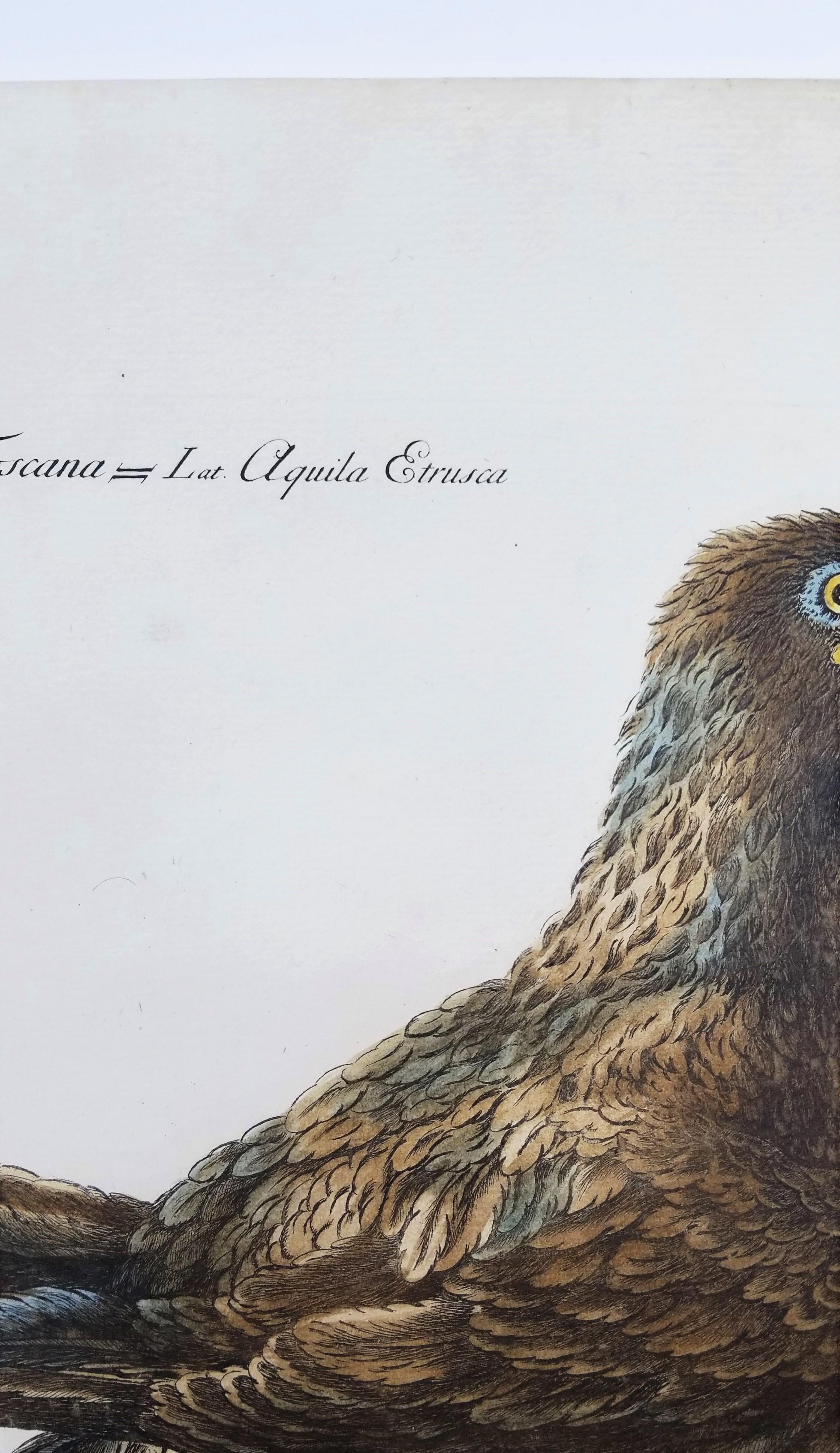 Eagle /// Antique Ornithology Bird Saverio Manetti, gravure à l'aquarelle italienne en vente 3