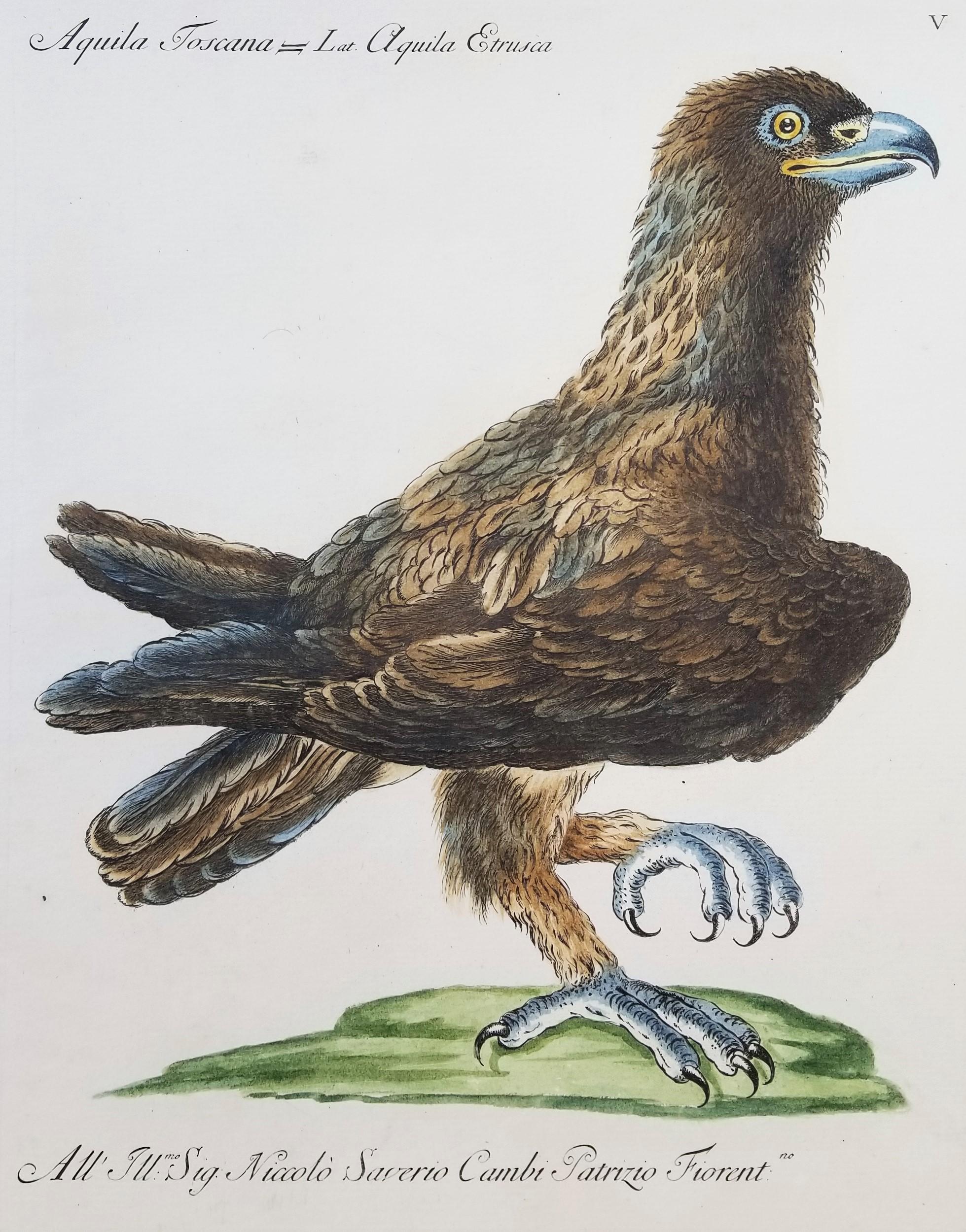 Eagle /// Antique Ornithology Bird Saverio Manetti, gravure à l'aquarelle italienne