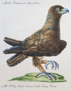 Aquila /// Antico Uccello Ornitologico Saverio Manetti Incisione Italiana ad Acquerello