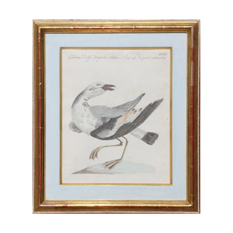 Group of 6 Colored Etchings of Birds 4