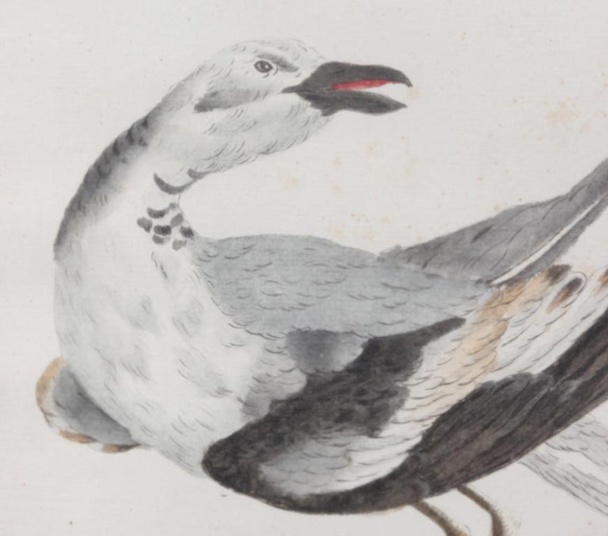 Group of 6 Colored Etchings of Birds 5