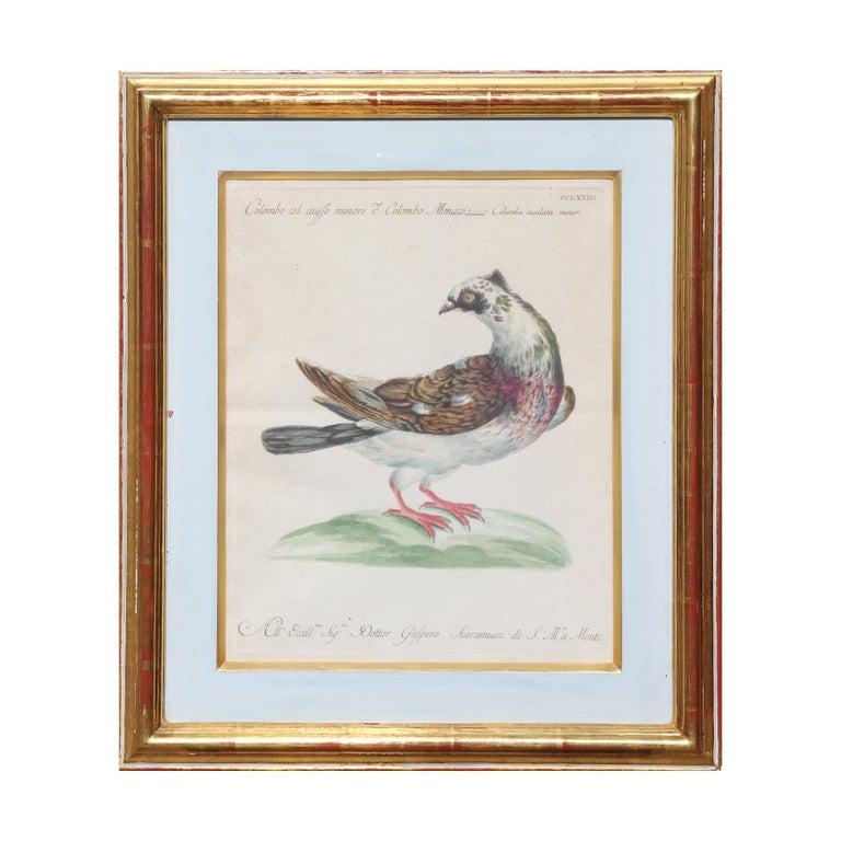 Group of 6 Colored Etchings of Birds 6