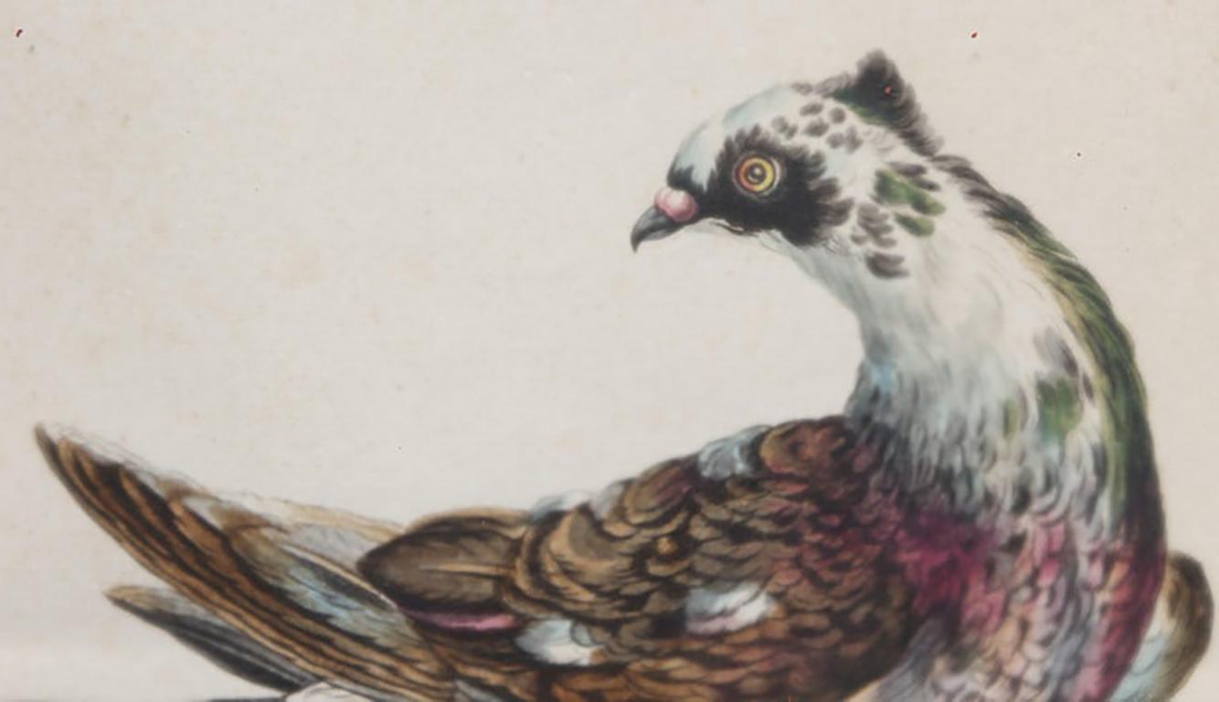 Group of 6 Colored Etchings of Birds 7