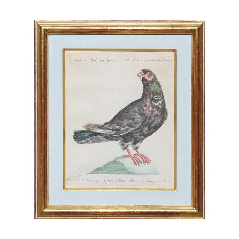 Group of 6 Colored Etchings of Birds - Print by MANETTI, Saverio.