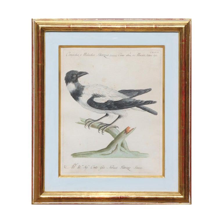 Group of 6 Colored Etchings of Birds - Naturalistic Print by MANETTI, Saverio.