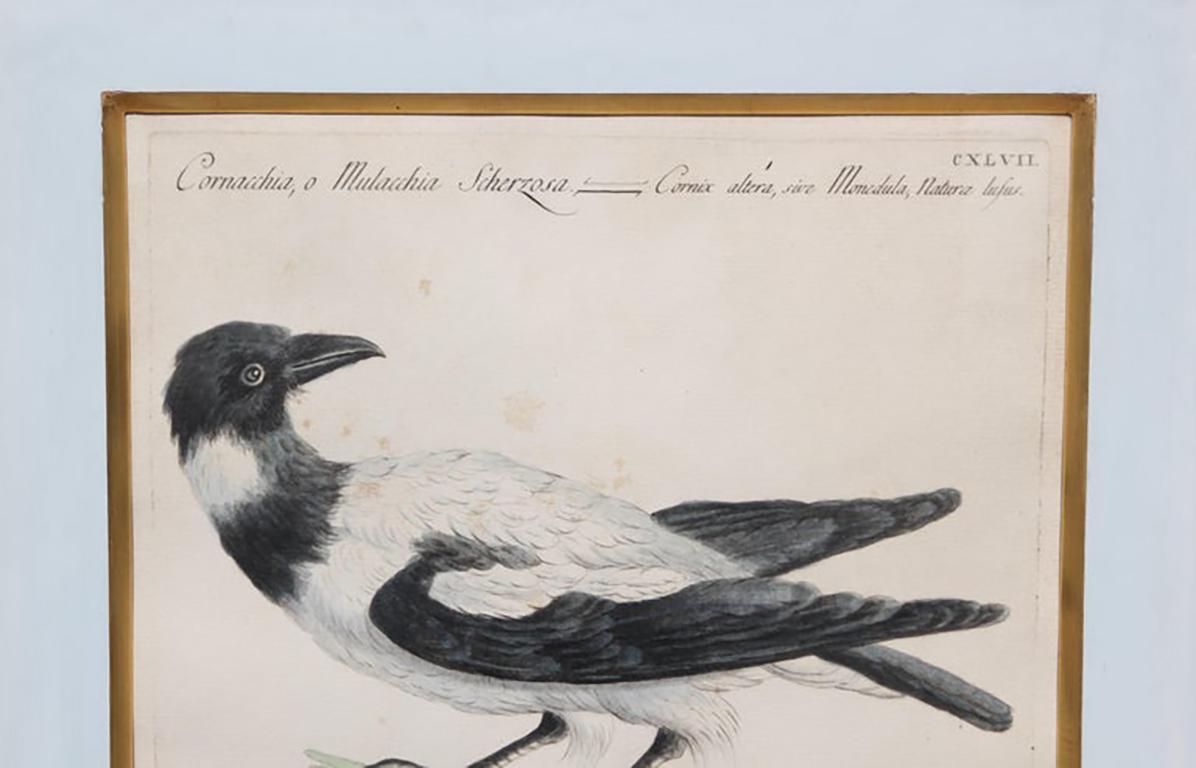 Group of 6 Colored Etchings of Birds - Gray Animal Print by MANETTI, Saverio.
