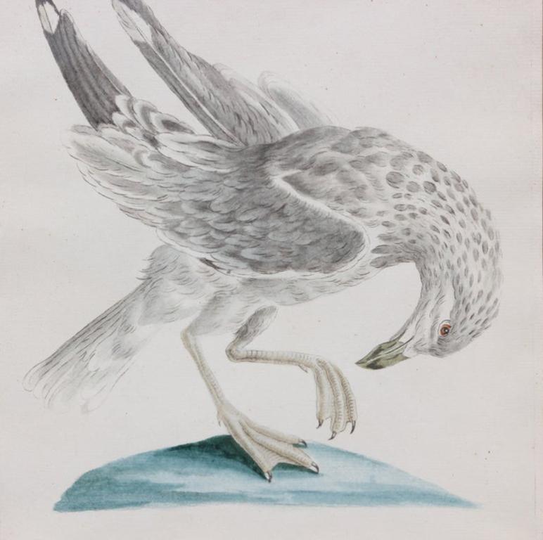 Group of 6 Colored Etchings of Birds 1