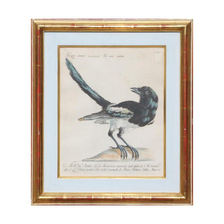 Group of 6 Colored Etchings of Birds 2