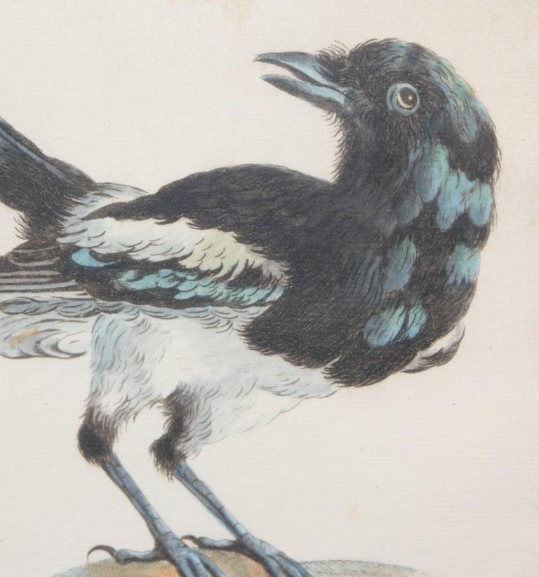 Group of 6 Colored Etchings of Birds 3