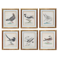 Groupe de 6 gravures d'oiseaux colorées