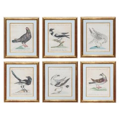 Group of 6 Colored Etchings of Birds