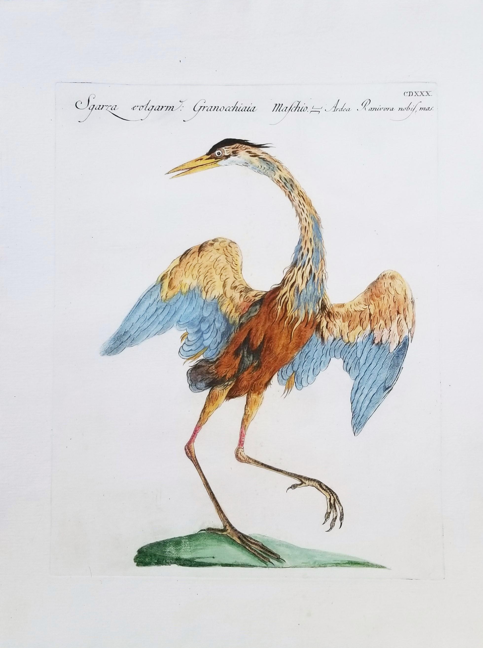 Heron - Print by MANETTI, Saverio.