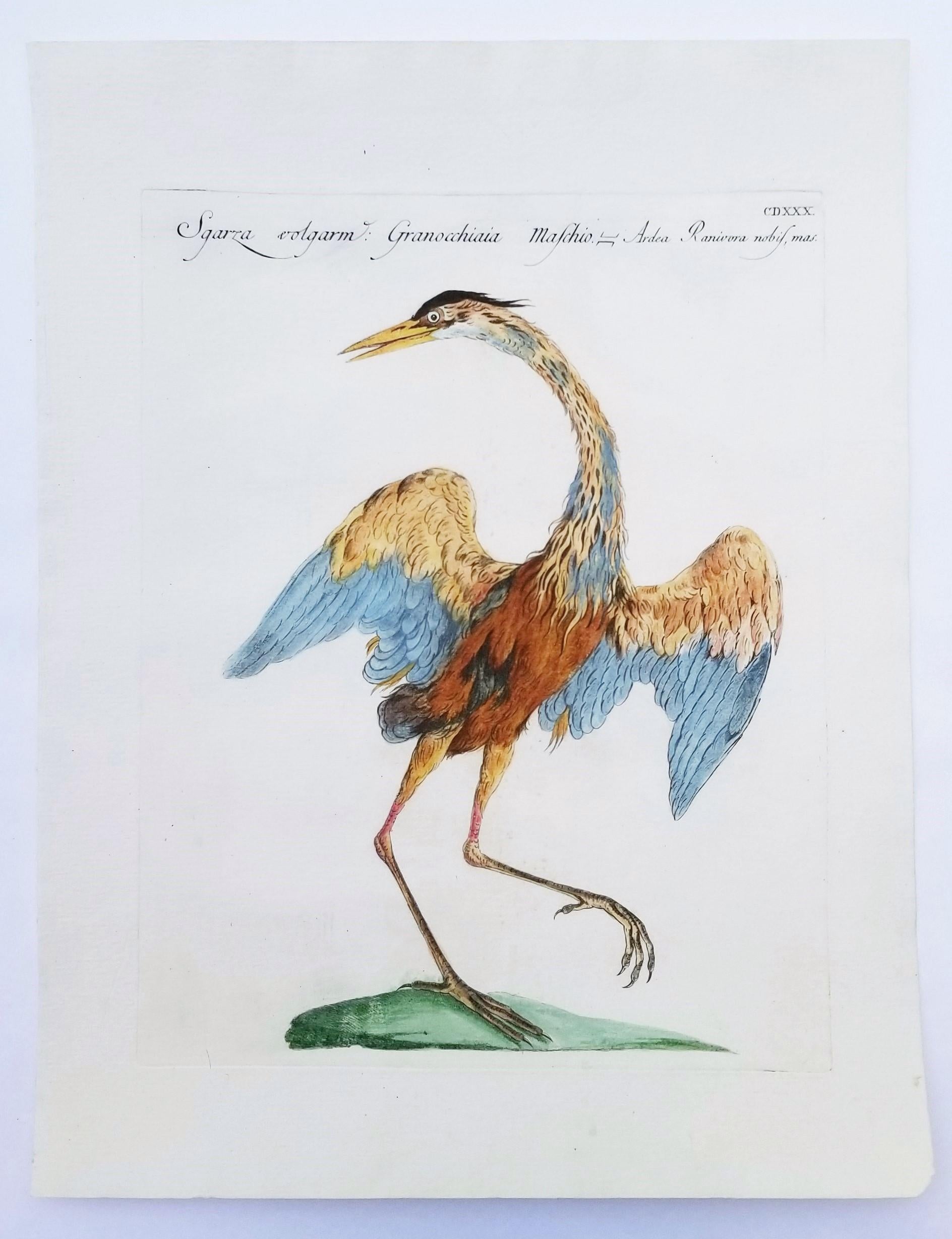 Heron - Naturalistic Print by MANETTI, Saverio.