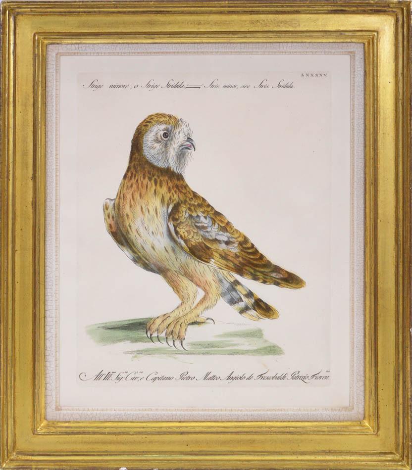 MANETTI & LORENZI & VANNI. A Group of Six Owls - Print by MANETTI, Saverio.
