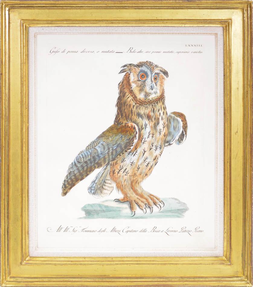 manetti animal