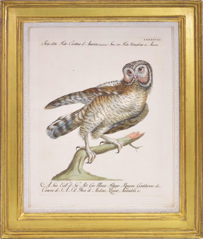 MANETTI & LORENZI & VANNI. A Group of Six Owls - Naturalistic Print by MANETTI, Saverio.
