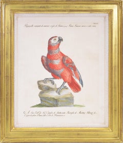 18th Century Animal Prints