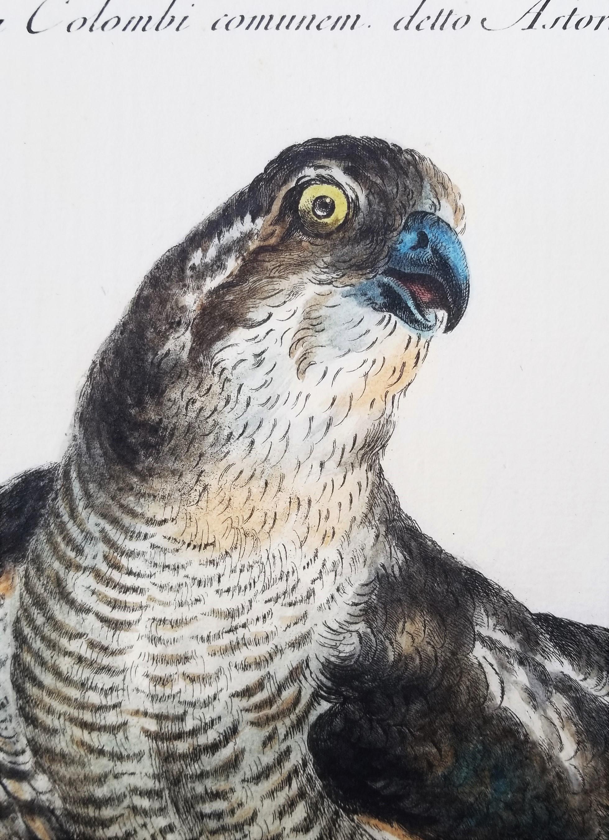 Gavilán /// Antigua Ornitología Pájaro Saverio Manetti Arte Italiano Acuarela en venta 5