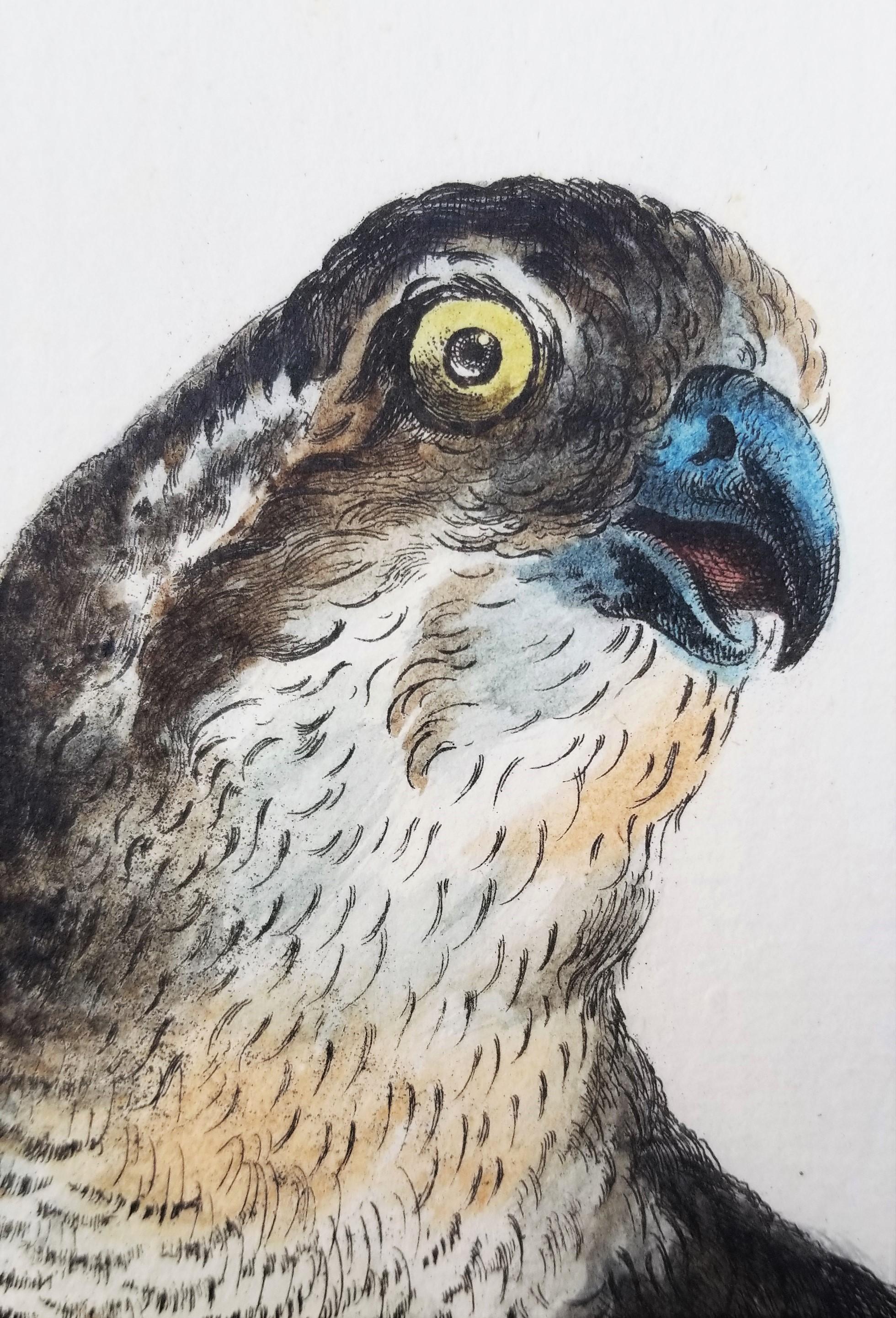 Gavilán /// Antigua Ornitología Pájaro Saverio Manetti Arte Italiano Acuarela en venta 6