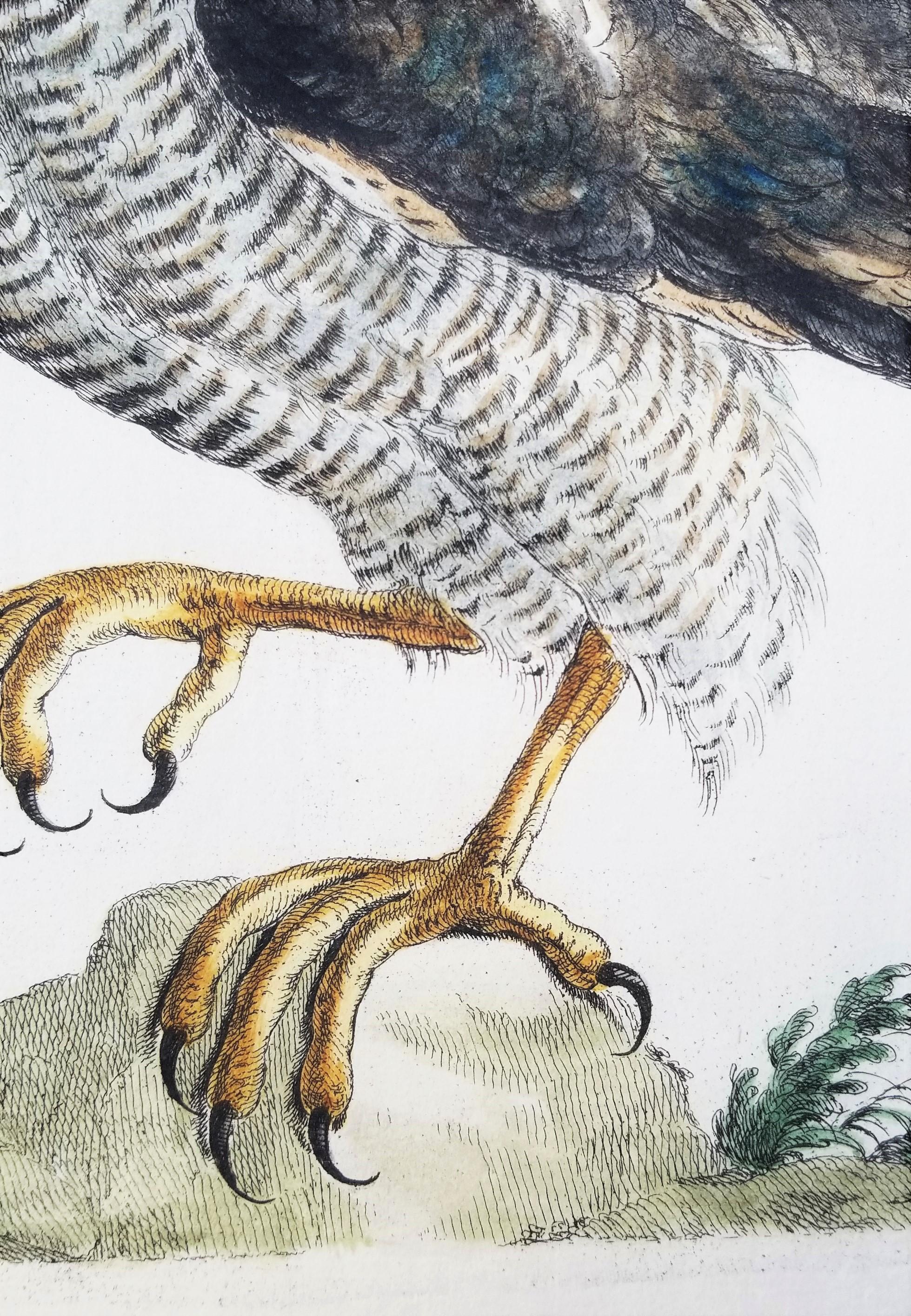 Gavilán /// Antigua Ornitología Pájaro Saverio Manetti Arte Italiano Acuarela en venta 7