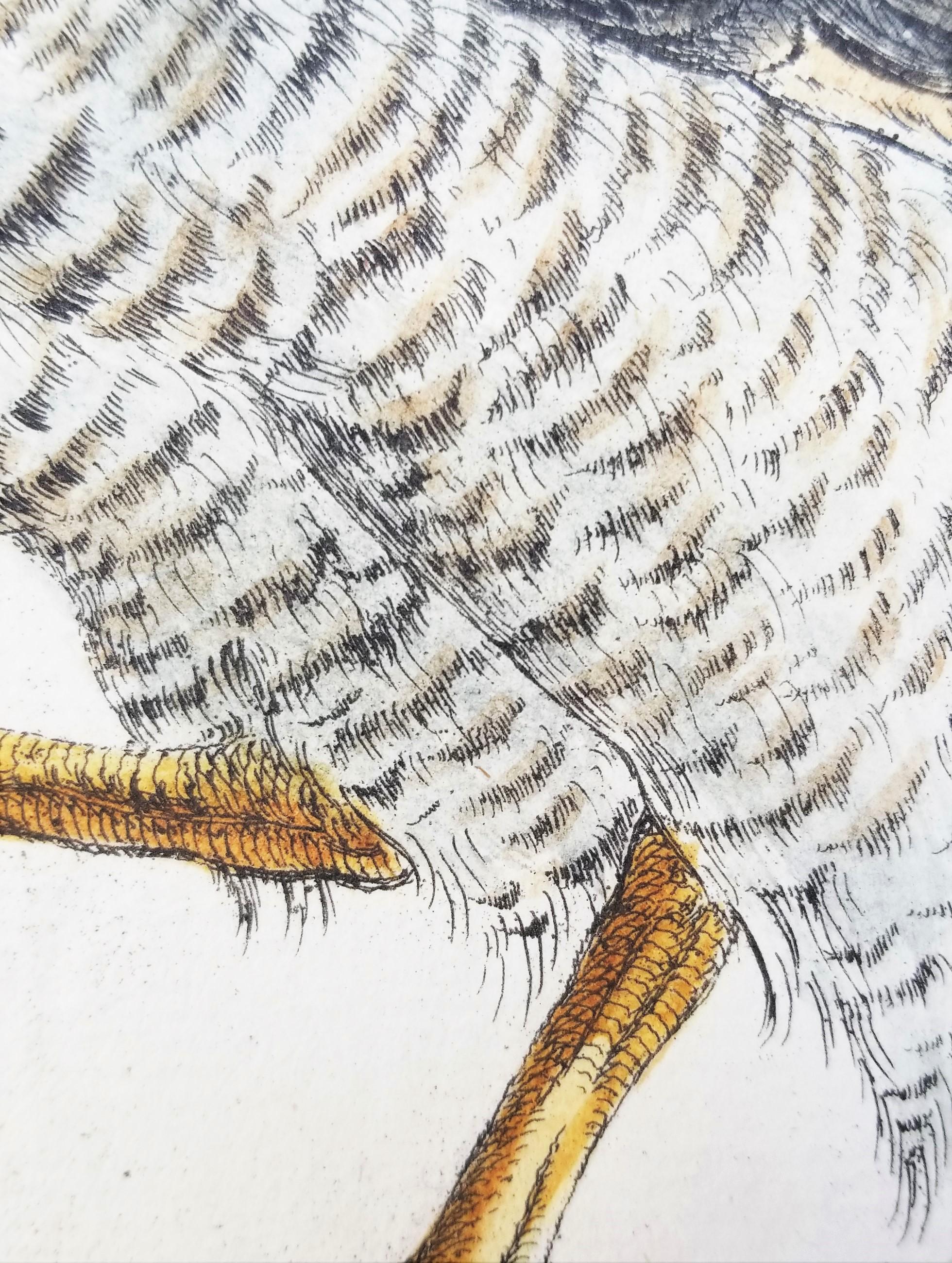 Gavilán /// Antigua Ornitología Pájaro Saverio Manetti Arte Italiano Acuarela en venta 8