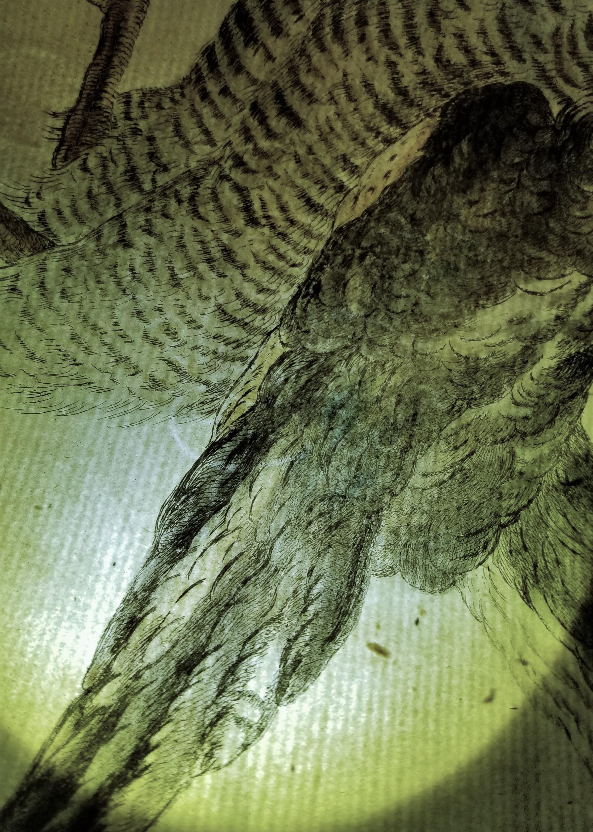 Gavilán /// Antigua Ornitología Pájaro Saverio Manetti Arte Italiano Acuarela en venta 10