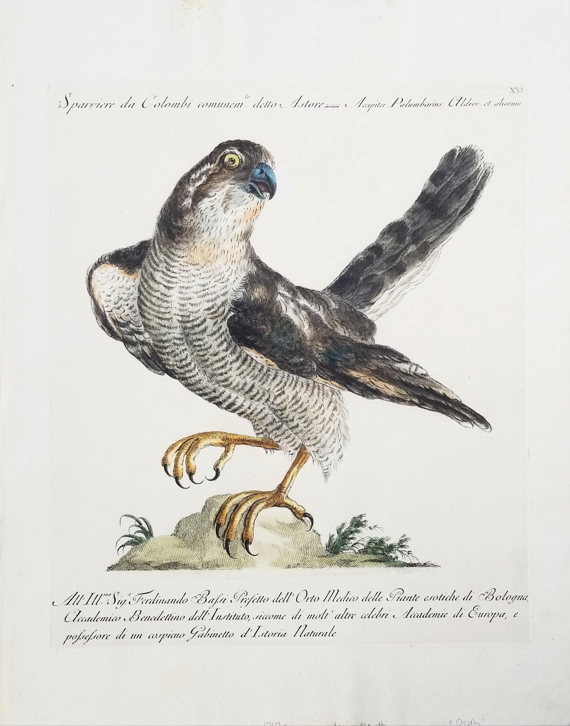 Gavilán /// Antigua Ornitología Pájaro Saverio Manetti Arte Italiano Acuarela - Print de MANETTI, Saverio.