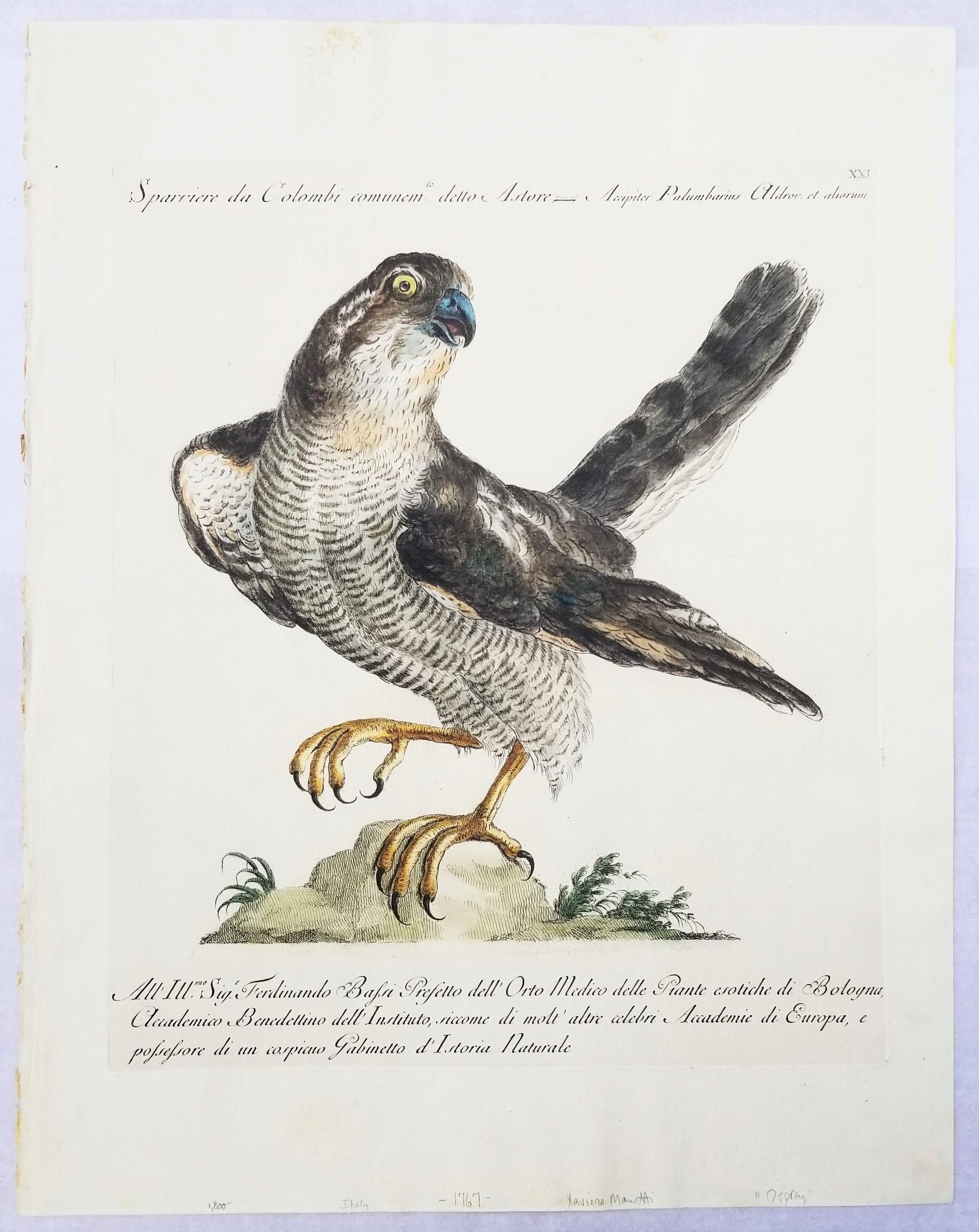Gavilán /// Antigua Ornitología Pájaro Saverio Manetti Arte Italiano Acuarela - Print Antiguos maestros de MANETTI, Saverio.