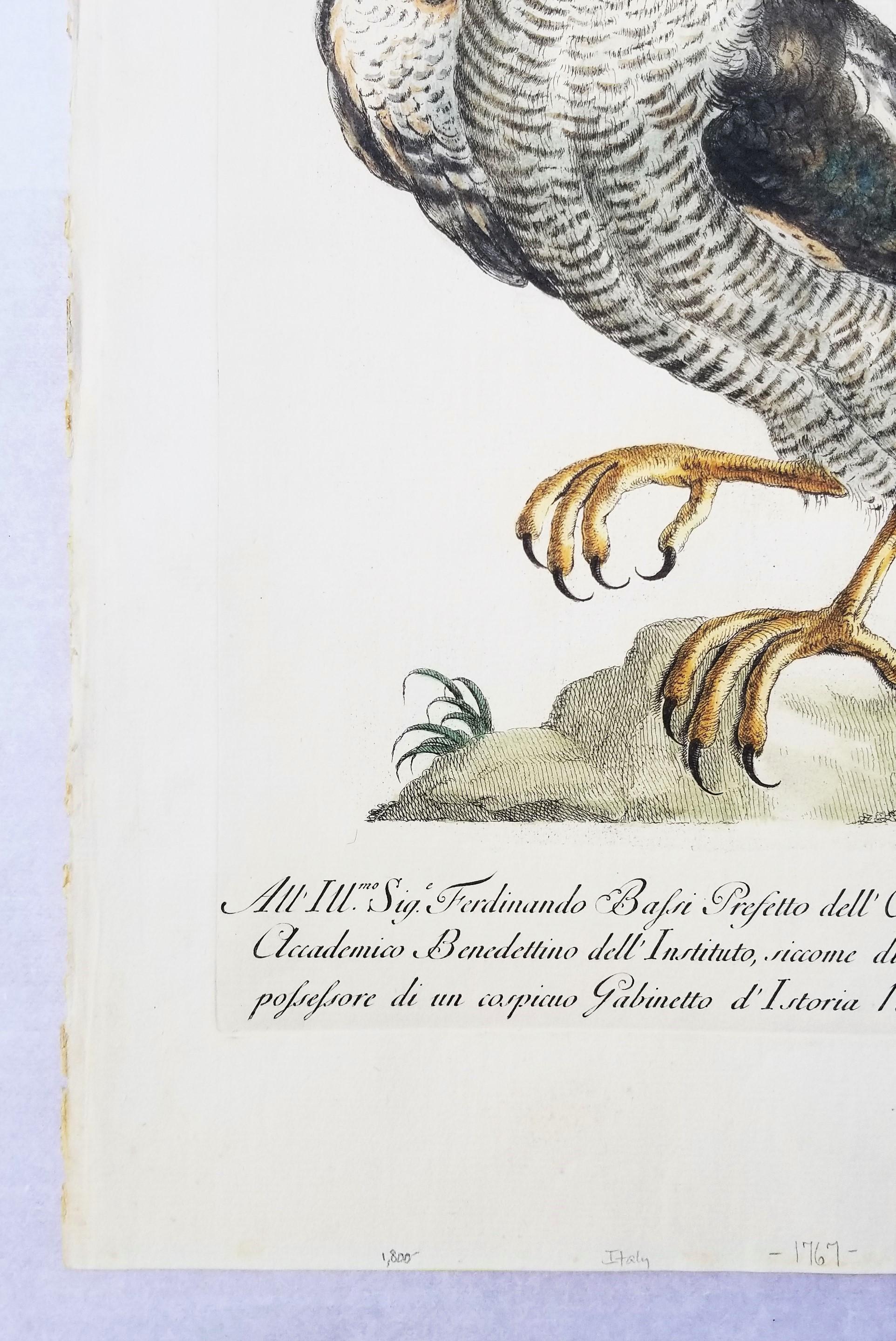 Gavilán /// Antigua Ornitología Pájaro Saverio Manetti Arte Italiano Acuarela - Animal Print Gris de MANETTI, Saverio.