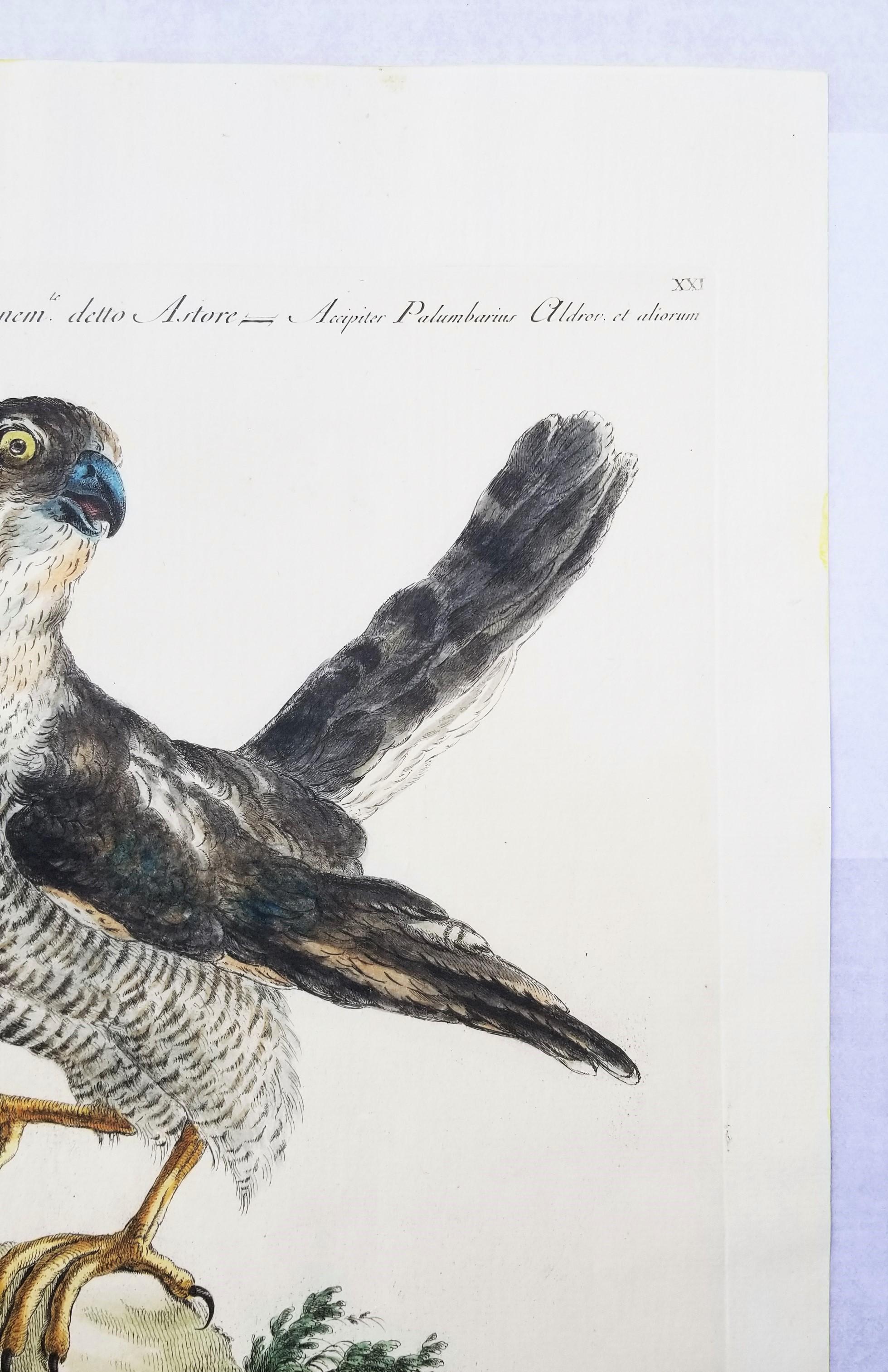 Gavilán /// Antigua Ornitología Pájaro Saverio Manetti Arte Italiano Acuarela en venta 1