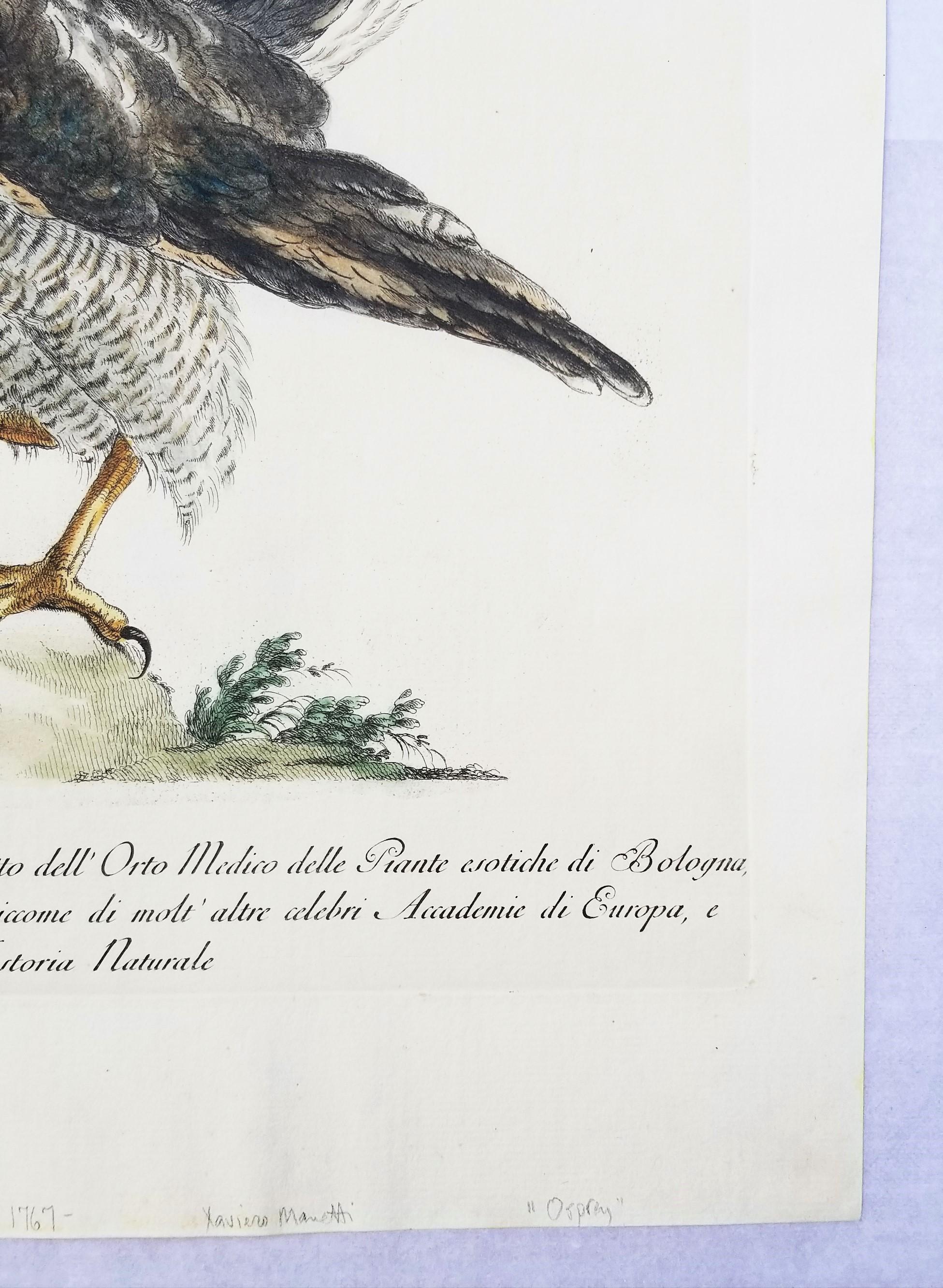 Gavilán /// Antigua Ornitología Pájaro Saverio Manetti Arte Italiano Acuarela en venta 2